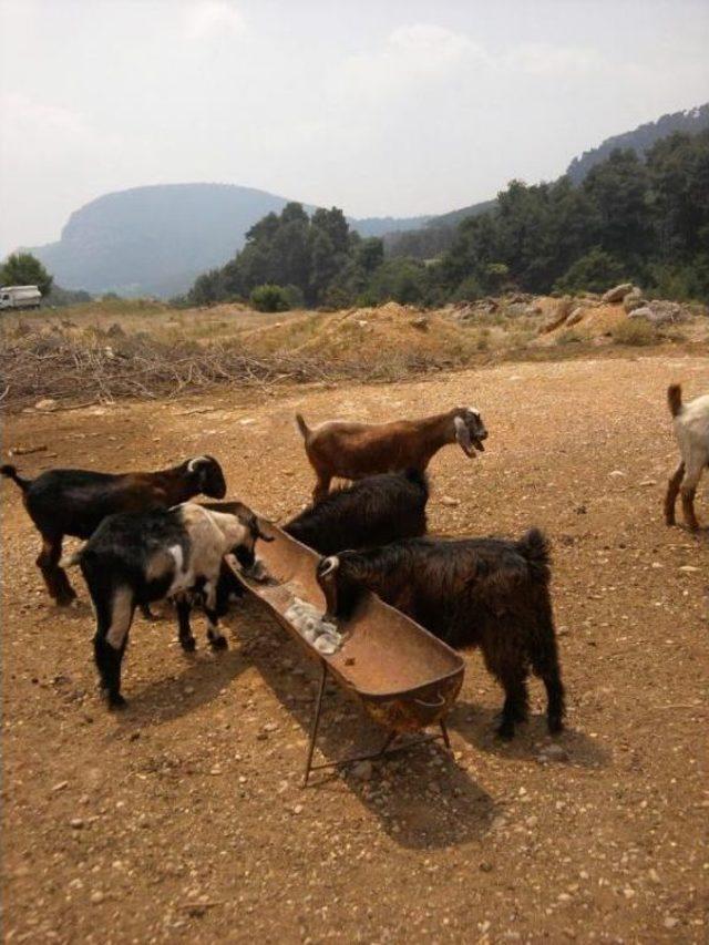 Keçilere Tuz Yalatarak Verim Sağlıyorlar