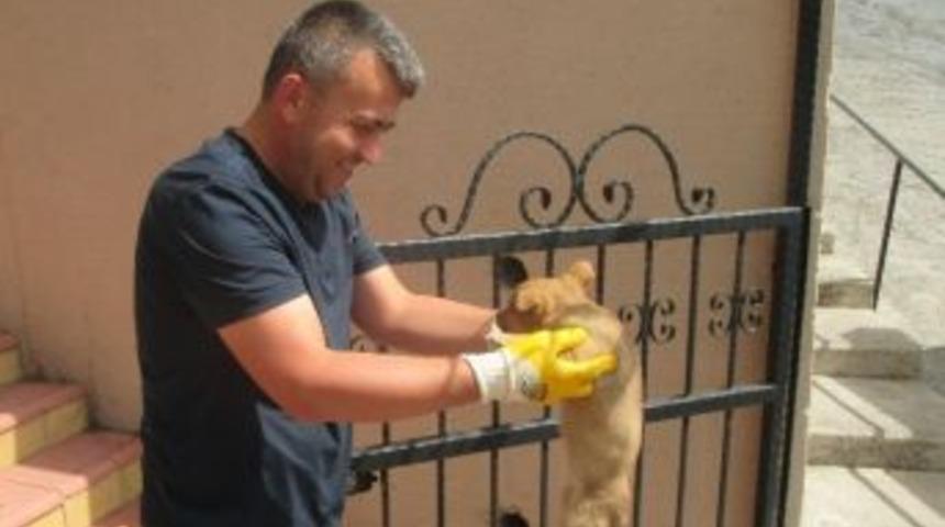 Zabıta Ekipleri Sahipsiz Hayvanları Yalnız Bırakmıyor