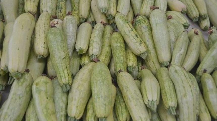 Şekli Bozuk Olan Kabak Diğerlerine G&ouml;re Daha Sağlıklı