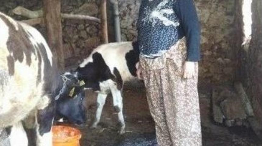 Hac Parası İ&ccedil;in Baktıkları İnek &Ccedil;alındı