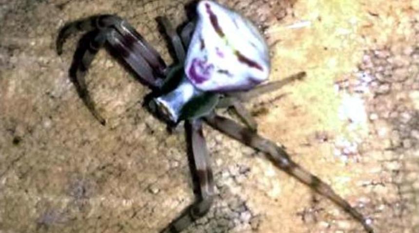 Osmaniye'de Insan Y&uuml;zl&uuml; &Ouml;r&uuml;mcek