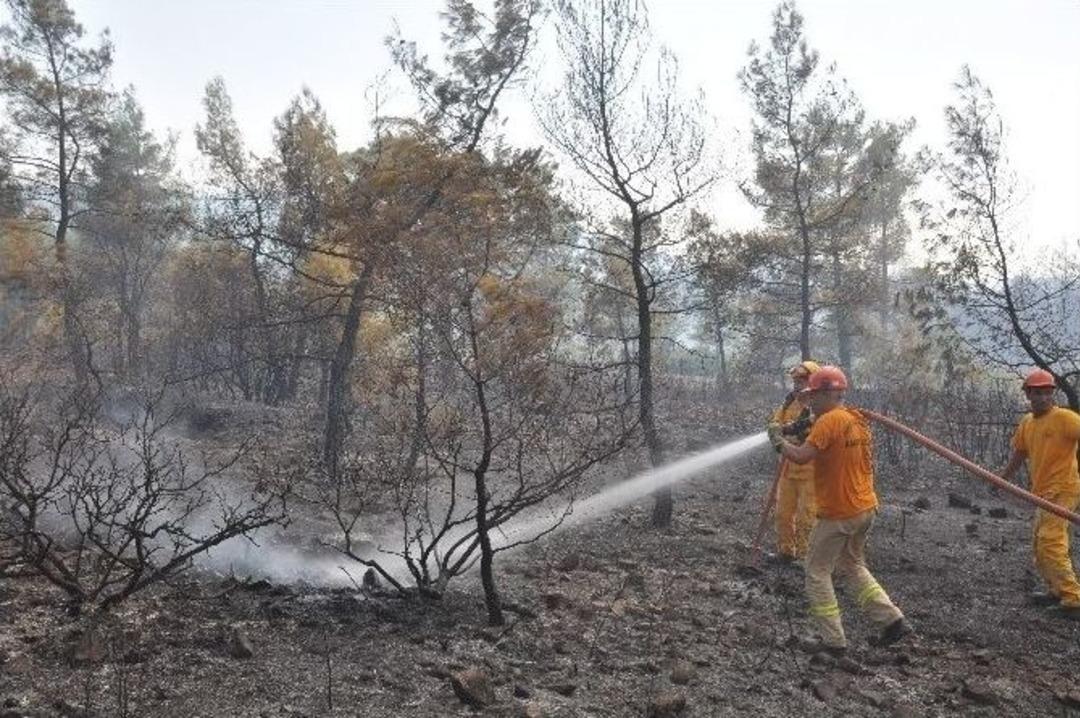K&ouml;yceğiz&rsquo;de 50 Hektar Orman K&uuml;l Oldu