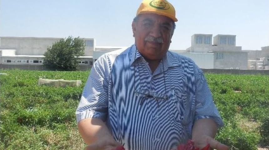 (&ouml;zel Haber) 420 &Ccedil;eşit Biberden Melezleme Yaparak Yeni Bir T&uuml;r &Uuml;retti