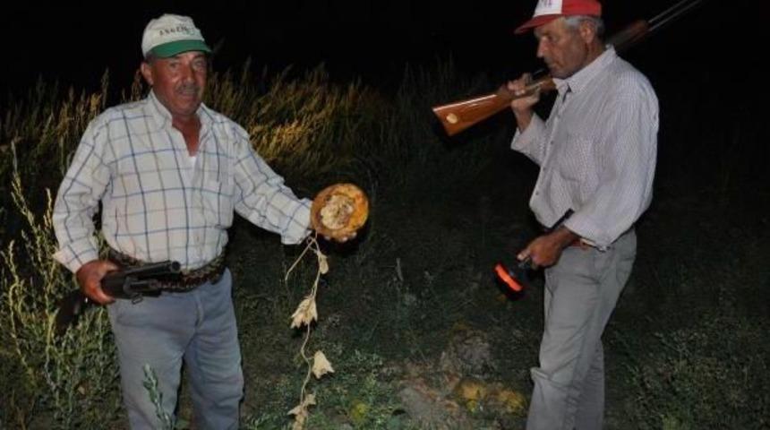 &Ccedil;ift&ccedil;ilerden Davullu Domuz &Ouml;nlemi