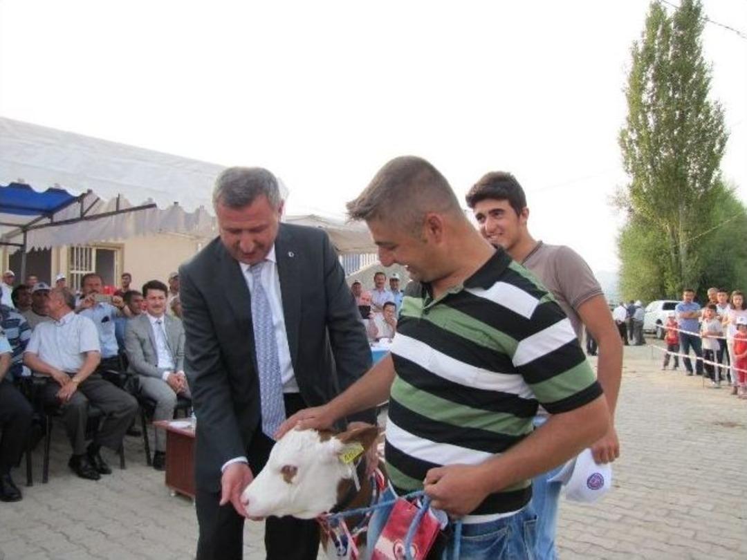 Hisarcık&rsquo;ta &rsquo;en G&uuml;zel Buzağı&rsquo; Yarışması