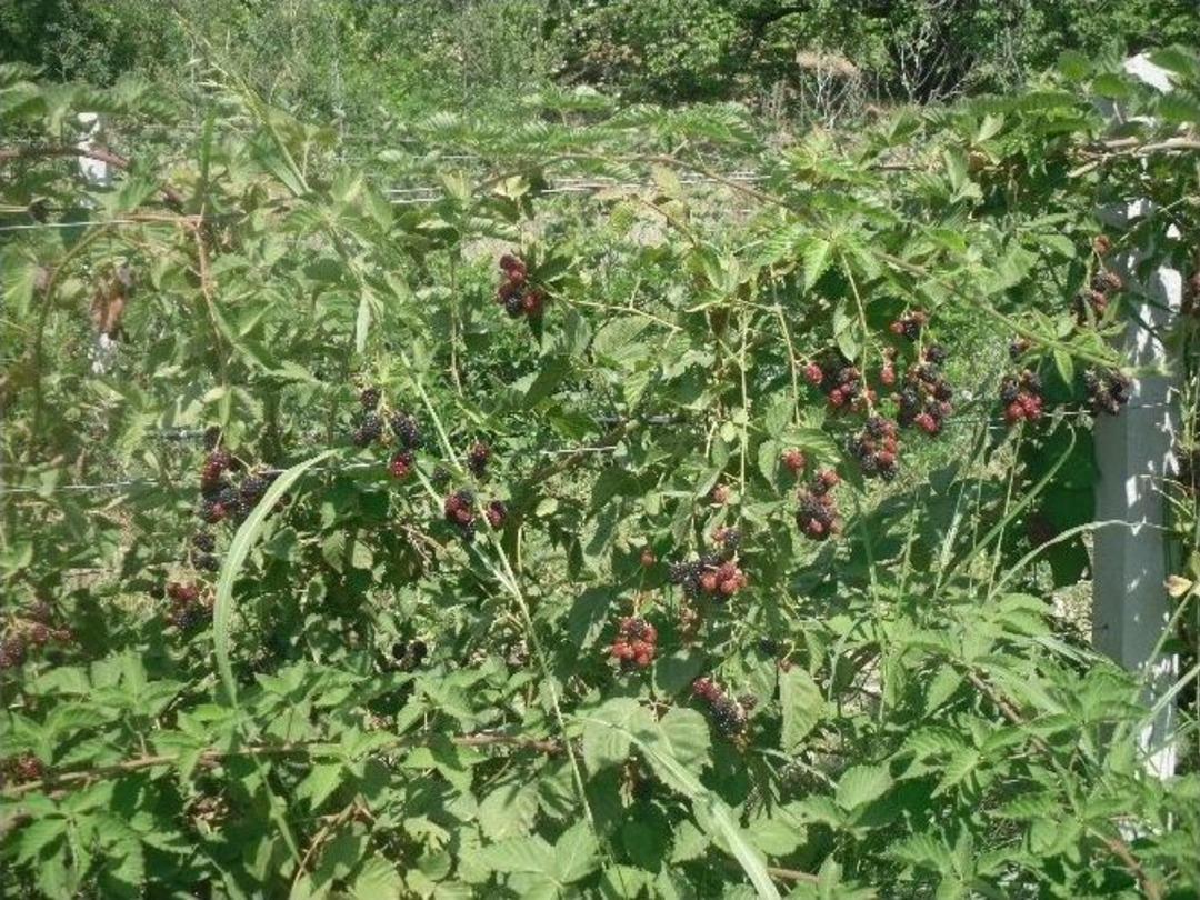 B&ouml;ğ&uuml;rtlenler Meyvesini Verdi