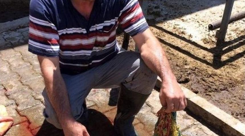 İneğin Karnından 10 Kilo Naylon &Ccedil;ıktı