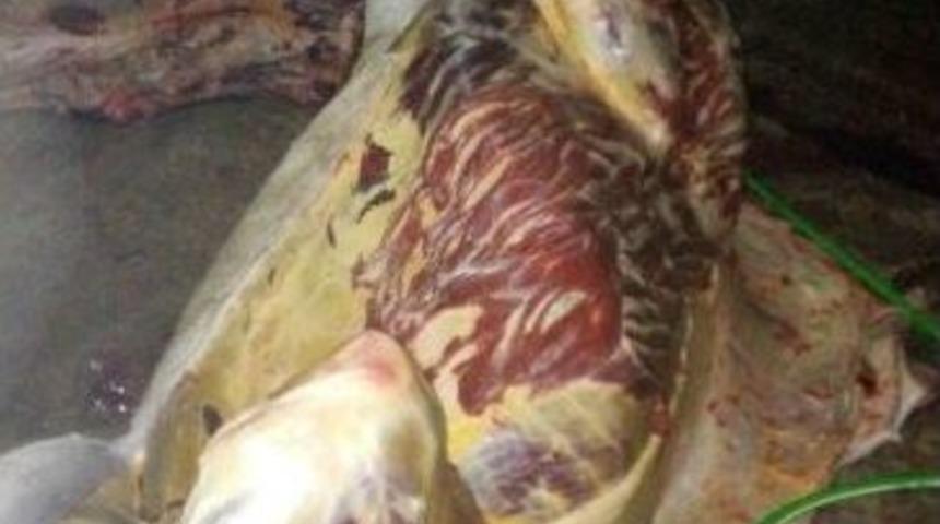 Adana&rsquo;da 400 Kilo At Eti Ele Ge&ccedil;irildi