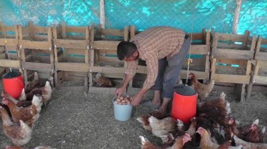 Mozart'la Yumurtluyorlar