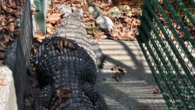 Zonguldak’Ta Timsah, Görenleri Şaşırtıyor