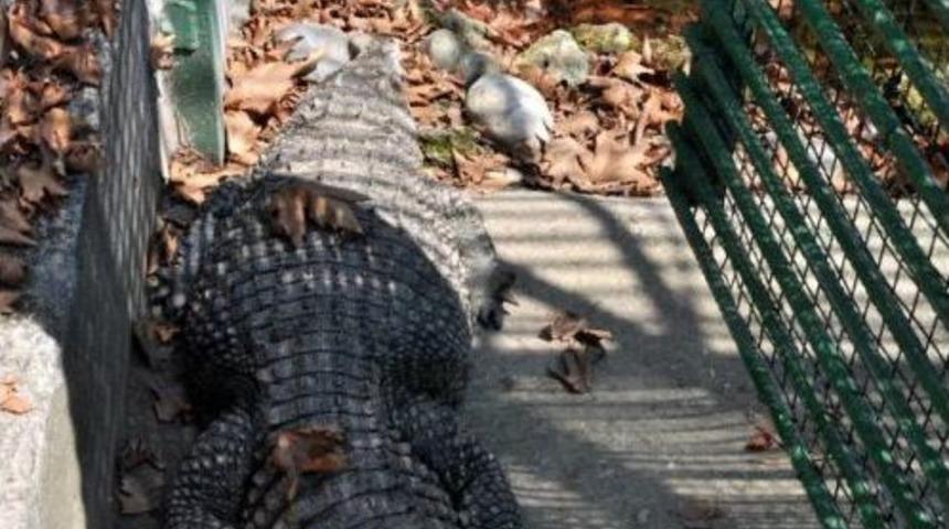 Zonguldak&rsquo;Ta Timsah, G&ouml;renleri Şaşırtıyor