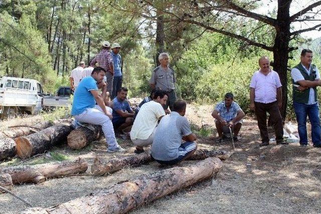 Ağaç Kesimini Köylü Önledi