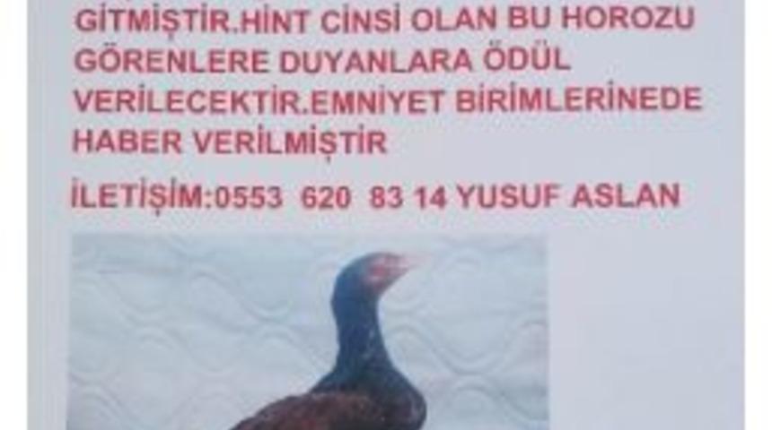 &Ccedil;alınan Horozunun Başına &Ouml;d&uuml;l Koydu