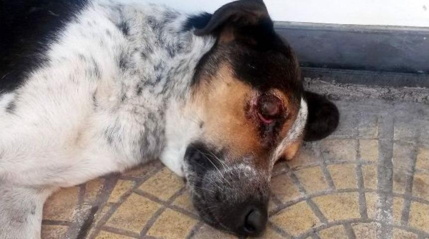 Vicdansızlar K&ouml;peğin G&ouml;z&uuml;n&uuml; Patlattı