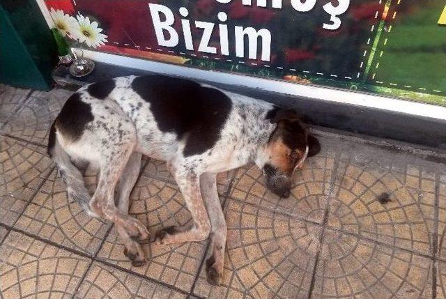 Vicdansızlar K&ouml;peğin G&ouml;z&uuml;n&uuml; Patlattı 1
