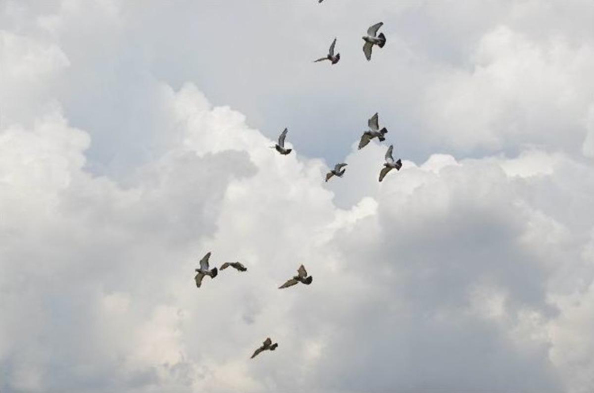 Sahiplerine 10 Bin Lira Kazandırmak İ&ccedil;in Kanat &Ccedil;ırptılar