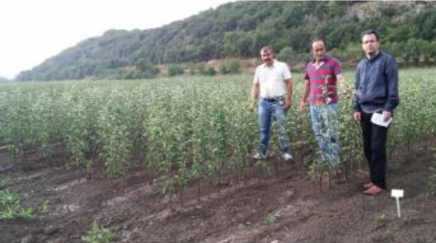 Yerel Elma &Ccedil;eşitleri Tespit Ediliyor