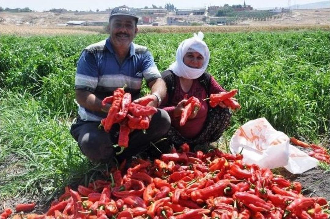 G&uuml;vercin G&uuml;bresi İle Biber Ve Patlıcan Yetiştiriyor