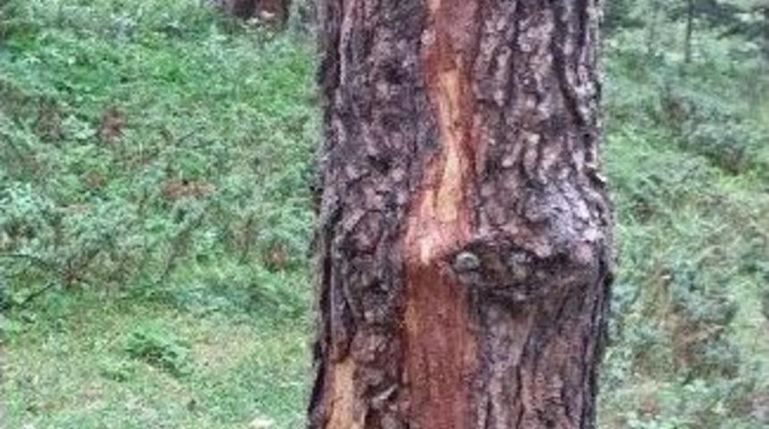 &Ccedil;orum&rsquo;da Ormanlık Alanda Yangın