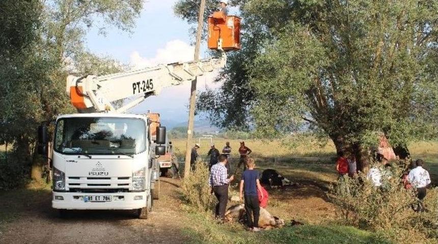 Bolu&rsquo;da Elektrik Akımına Kapılan 4 İnek Telef Oldu