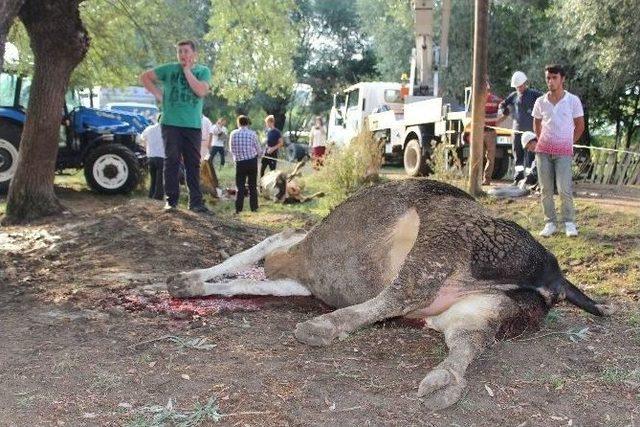 Bolu’da Elektrik Akımına Kapılan 4 İnek Telef Oldu