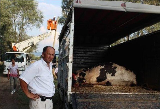 Bolu’da Elektrik Akımına Kapılan 4 İnek Telef Oldu