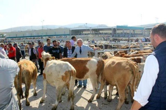 Ensar &Ouml;ğ&uuml;t: Chp Iktidarında Etin Kilosu 20 Lira Olacak 1