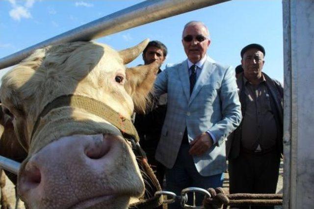 Ensar &Ouml;ğ&uuml;t: Chp Iktidarında Etin Kilosu 20 Lira Olacak 2