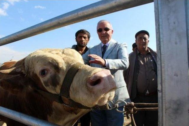 Ensar &Ouml;ğ&uuml;t: Chp Iktidarında Etin Kilosu 20 Lira Olacak 3