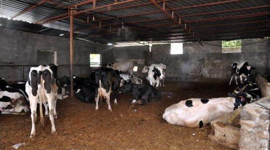 Fıskiye Ile Serinletilen Ineklerde S&uuml;t Verimi Artı
