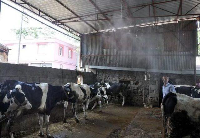 Fıskiye Ile Serinletilen Ineklerde S&uuml;t Verimi Artı 1