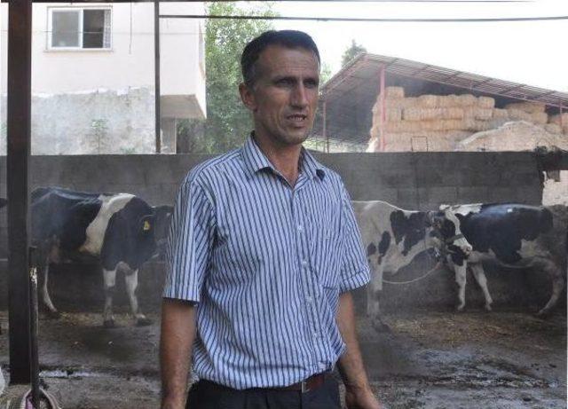 Fıskiye Ile Serinletilen Ineklerde S&uuml;t Verimi Artı 2