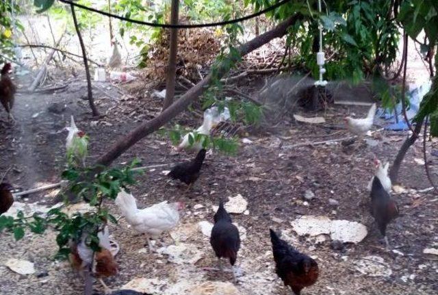 Fıskiye Ile Serinletilen Ineklerde S&uuml;t Verimi Artı 3