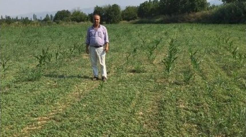 Mısır Ekip Semiz Otu Bi&ccedil;en &Ccedil;ift&ccedil;i Şaşkına D&ouml;nd&uuml;