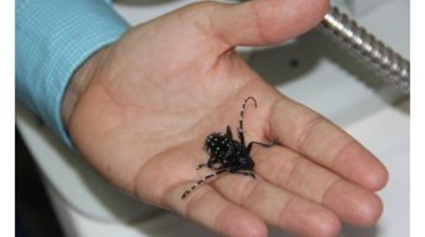 Kartal Belediyesi&rsquo;nden Vatandaşlara Turun&ccedil;gil B&ouml;ceği Uyarısı