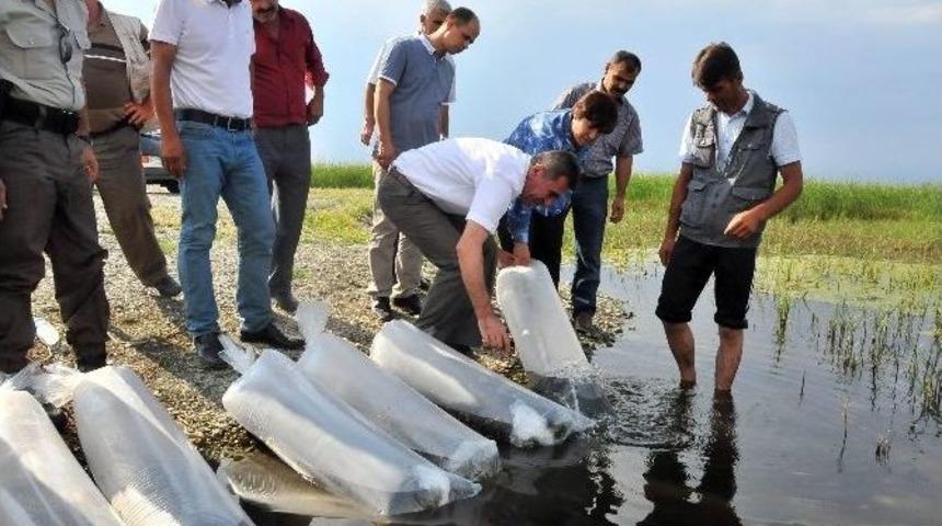 Akşehir G&ouml;l&uuml;&rsquo;ne 25 Bin Yavru Balık Bırakıldı