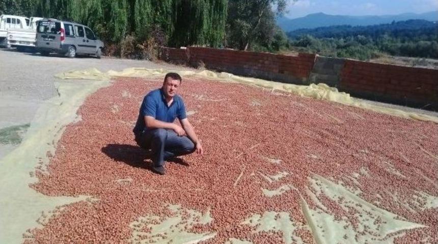 Alaplı&rsquo;da T&uuml;ccar Fındık Fiyatını A&ccedil;ıkladı