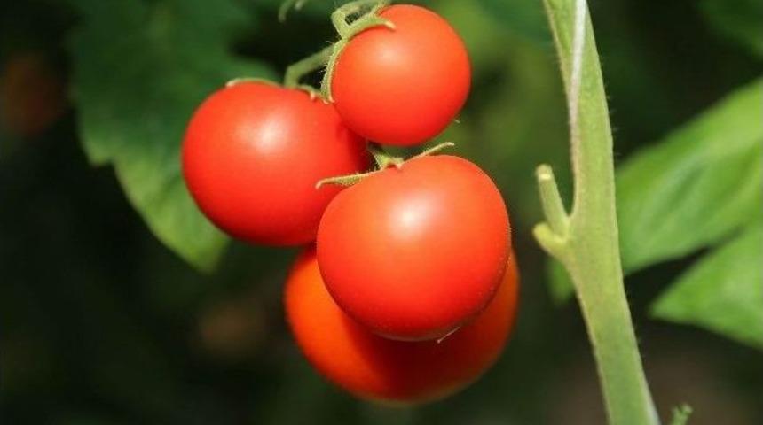 Sivas&rsquo;ta Seralarda Sebze Hasadı Başladı