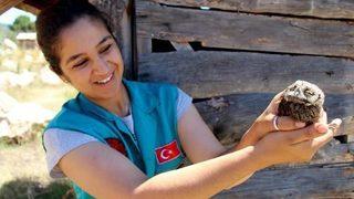 Baby Long-Eared Owl Found Wounded In Aegean Province