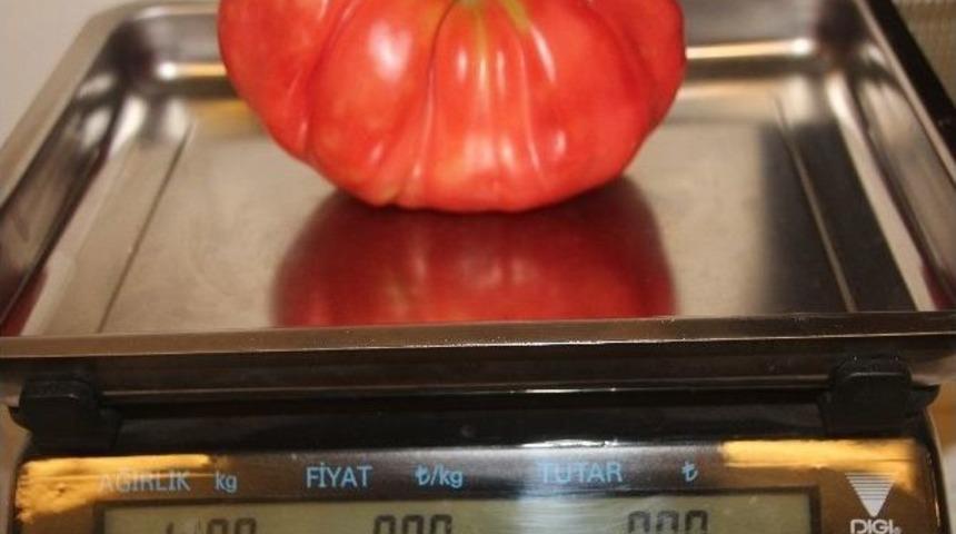 Bilecik&rsquo;te En B&uuml;y&uuml;k Domates Rekoru
