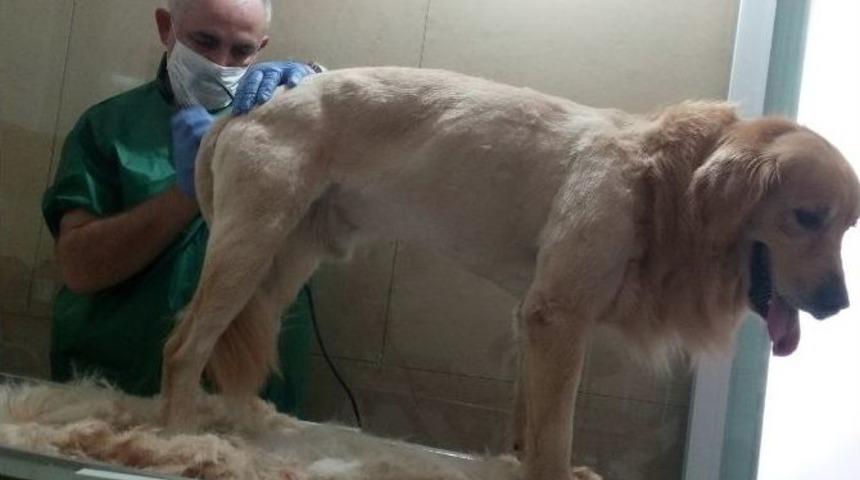 Kayıp Köpek ’hektor’u Bulana Para Verecek