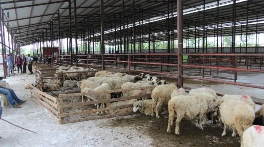 Kurban Bayramı Hareketliliği Başladı