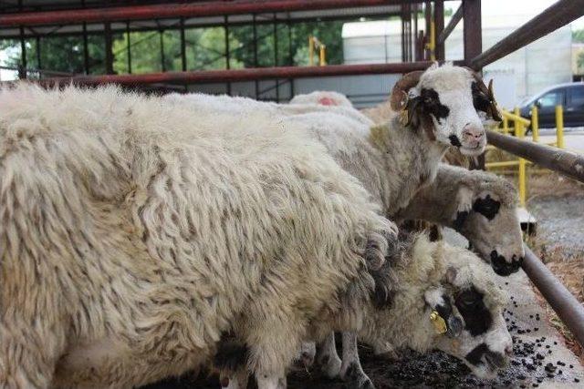 Kurban Bayramı Hareketliliği Başladı