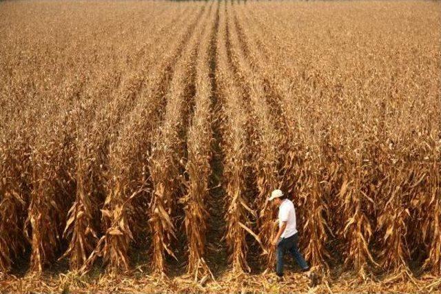 &Ccedil;ukurova da  beyaz Altın ın Yerini  sarı Inci  Aldı 3