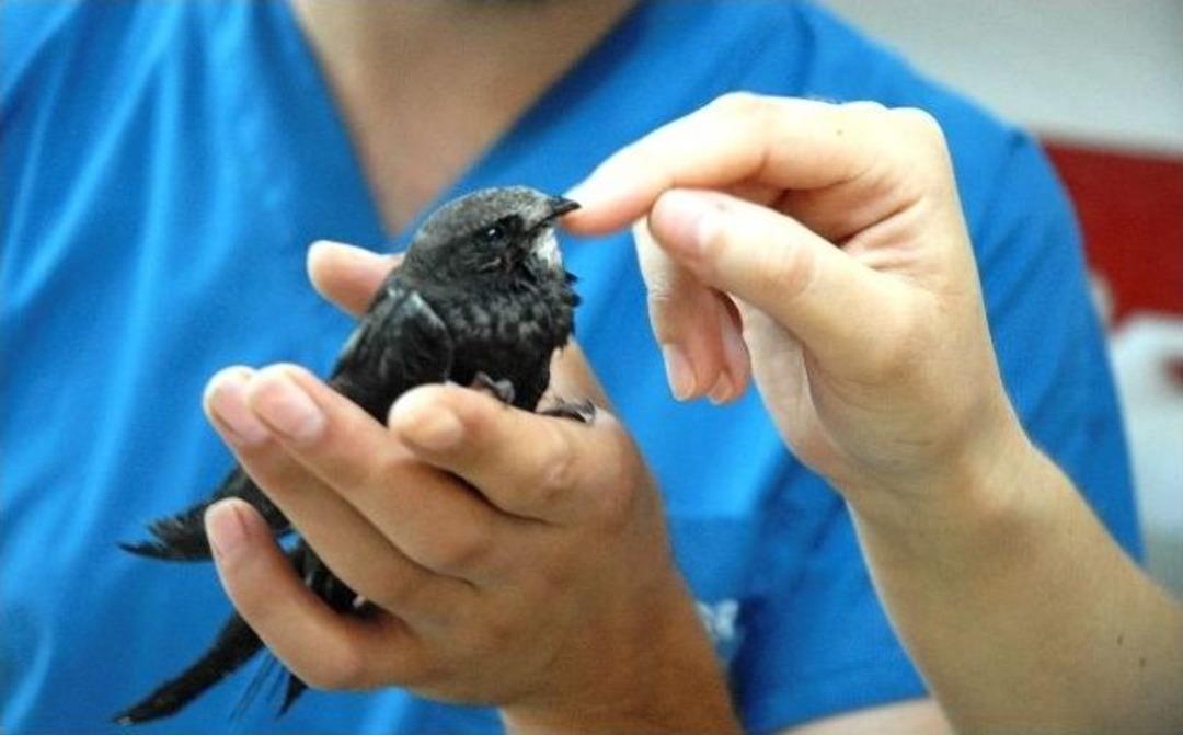 Efsanevi Kuş U&ccedil;acağı G&uuml;n&uuml; Bekliyor