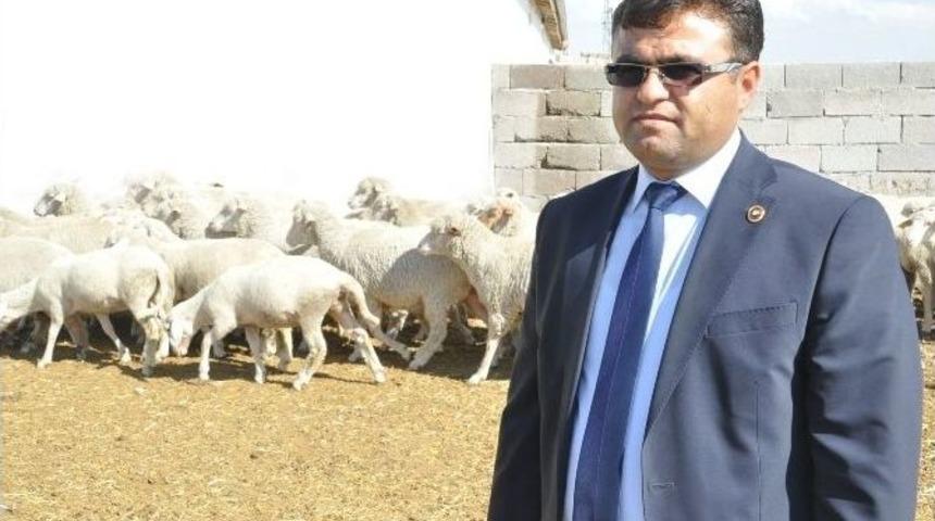 (&ouml;zel Haber) T&uuml;rk Toplumu Koyun Etinden Vazge&ccedil;ti