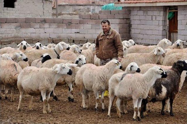 (özel Haber) Türk Toplumu Koyun Etinden Vazgeçti