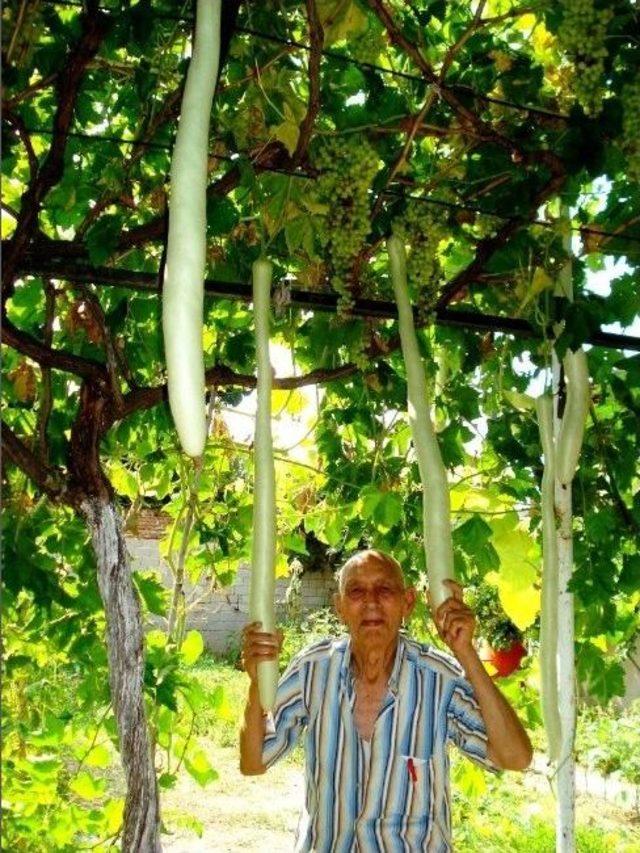 76&rsquo;lık Dedenin Yılan Kabağı Tutkusu 1