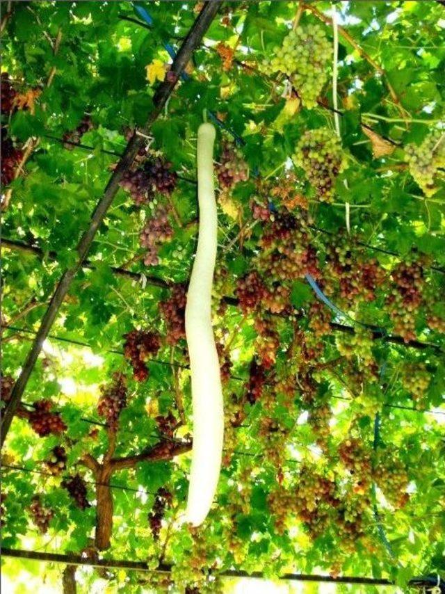 76&rsquo;lık Dedenin Yılan Kabağı Tutkusu 2