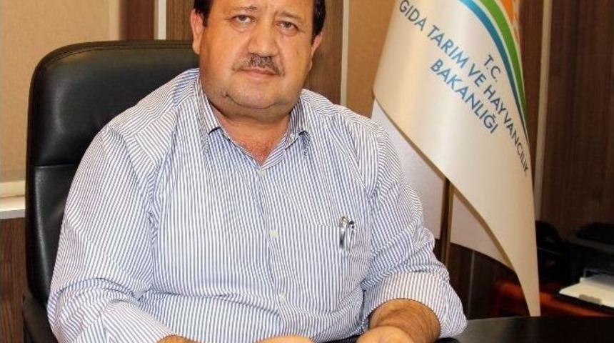 Samsun&rsquo;da 3 Bin 617 Ruhsatlı Balık&ccedil;ı Ve 470 Tane De Balık&ccedil;ı Teknesi Var